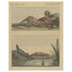 Early Antique Print of a Quoll species and Platypus species of Australia