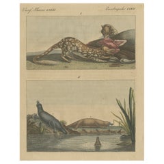 Stampa antica di una specie di Quoll e di una specie di Ornitorinco dell'Australia