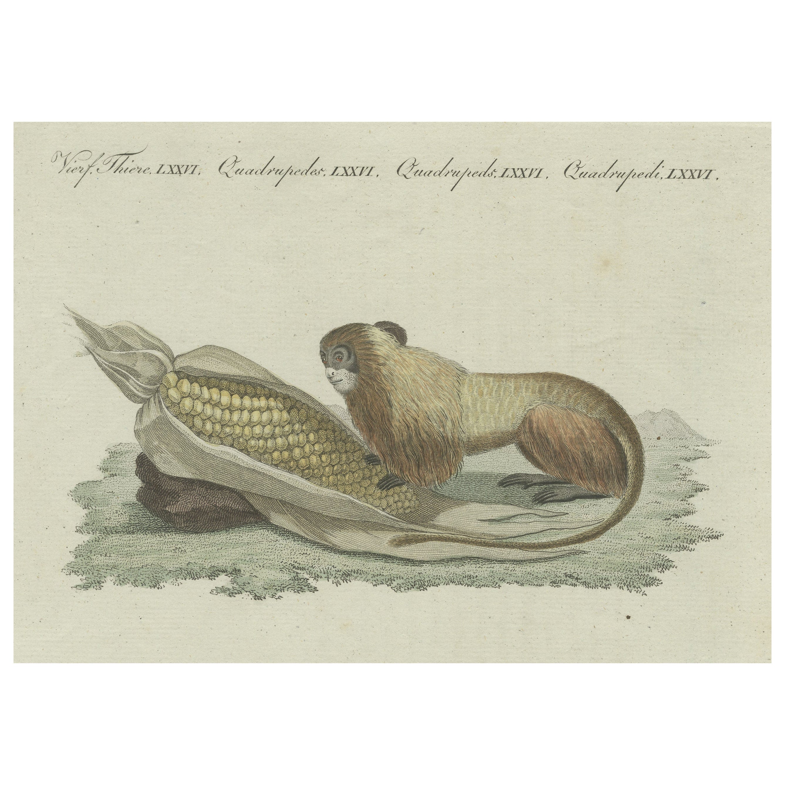 Original Antique Print of a Lion Tamarin Monkey Eating Corn For Sale