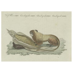 Original Antique Print of a Lion Tamarin Monkey Eating Corn