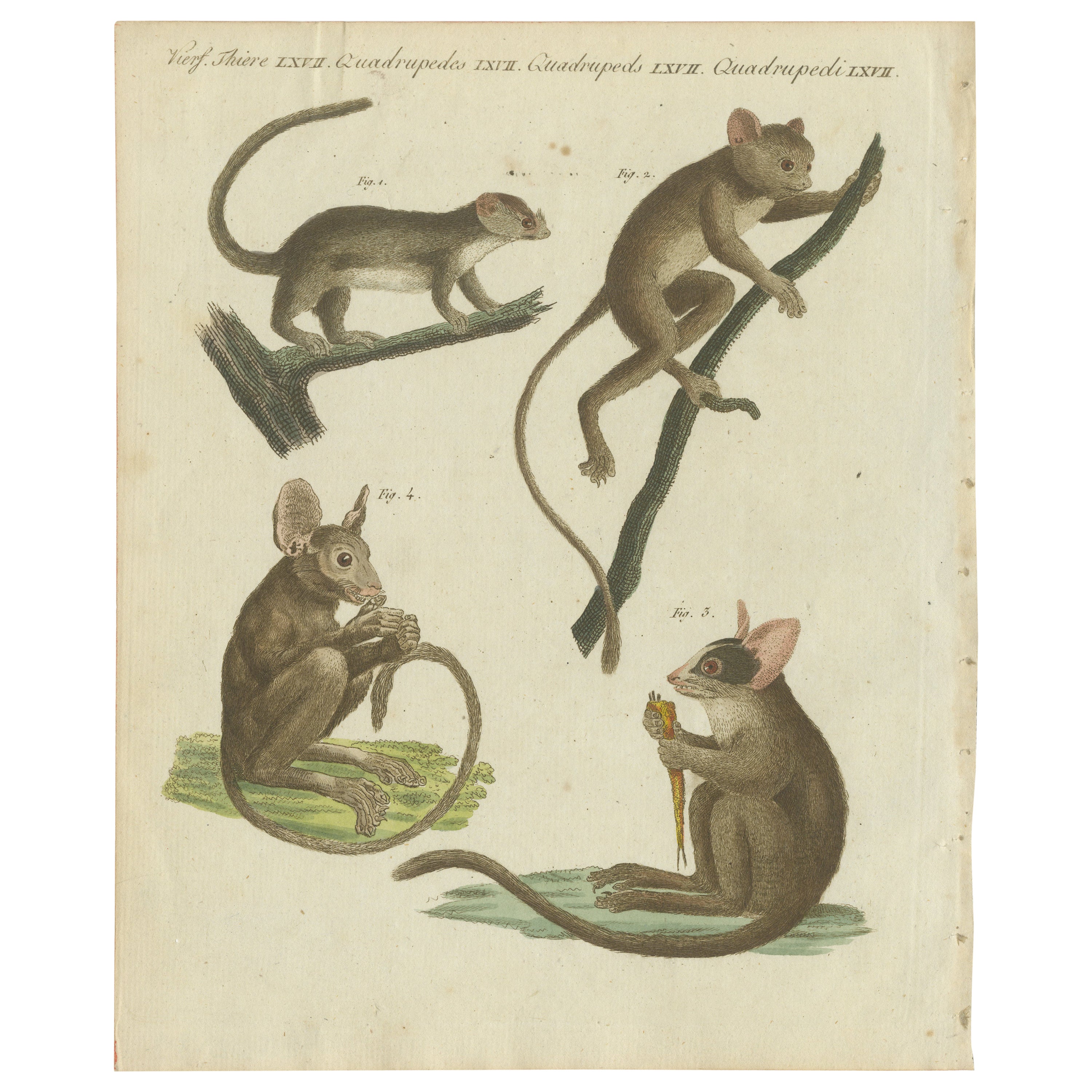 Original Antique Print of Maki or Lemur Species For Sale