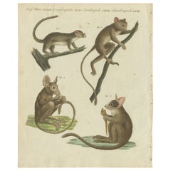 Original Antique Print of Maki or Lemur Species