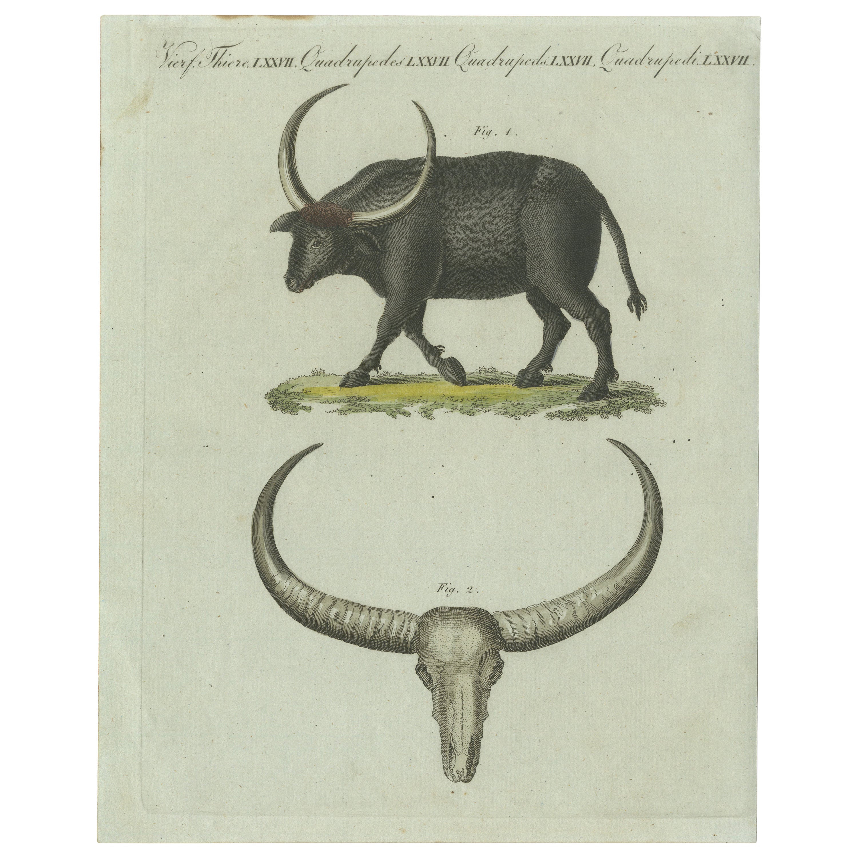 Antique Print of a Buffalo and Buffalo Skull For Sale
