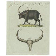 Antique Print of a Buffalo and Buffalo Skull