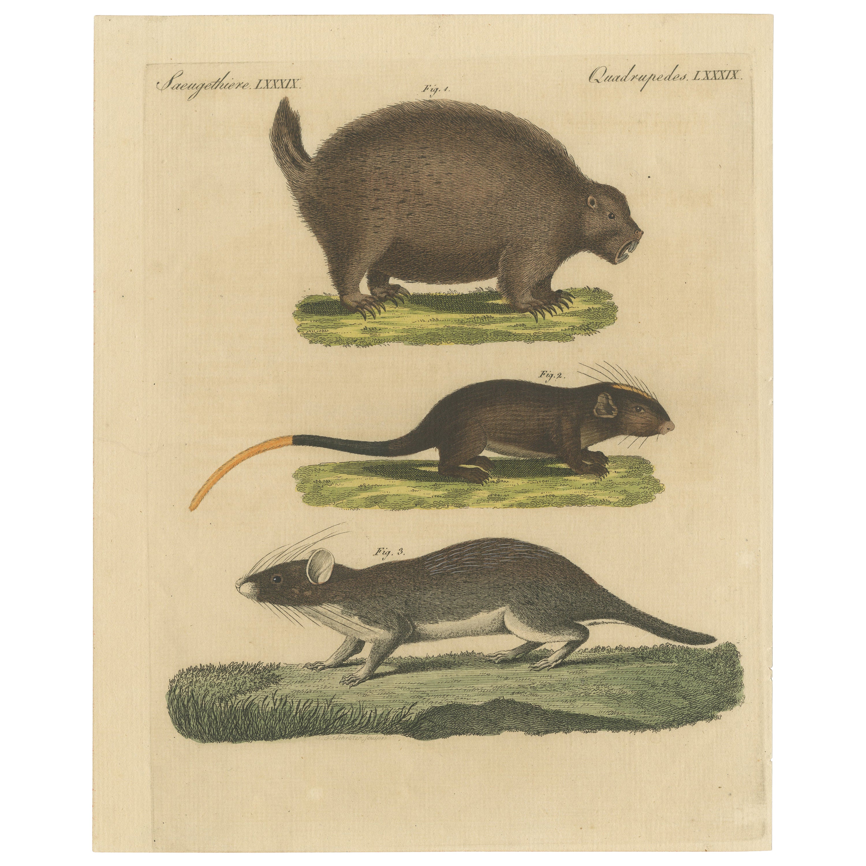 Original Antique Print of a Porcupine and other large Rodents For Sale