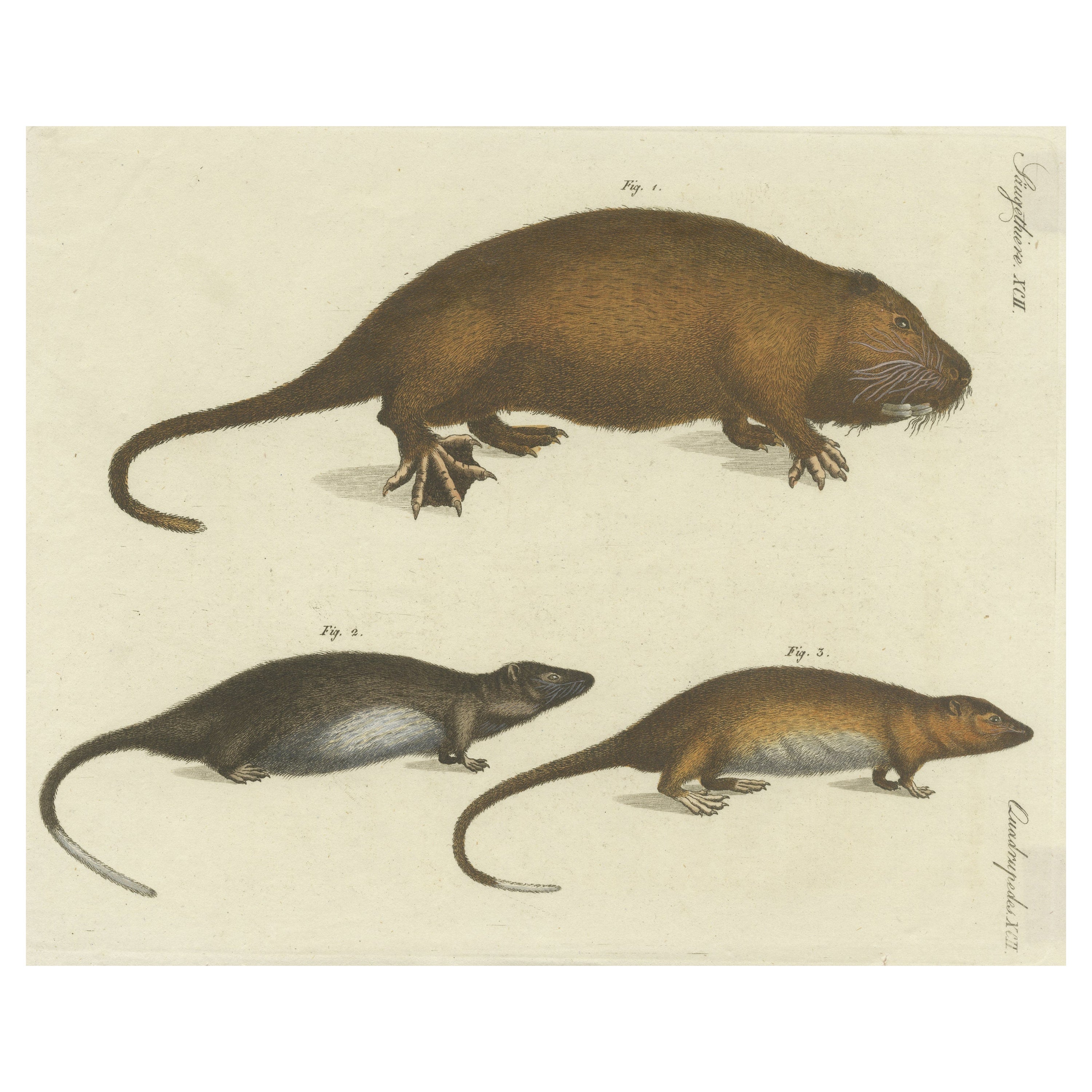 Original Antique Print of Hydromys Species, a Genus of Semiaquatic Rodents For Sale