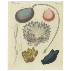 Impression ancienne de diverses mollusques, dont la Boltenia Ovifera