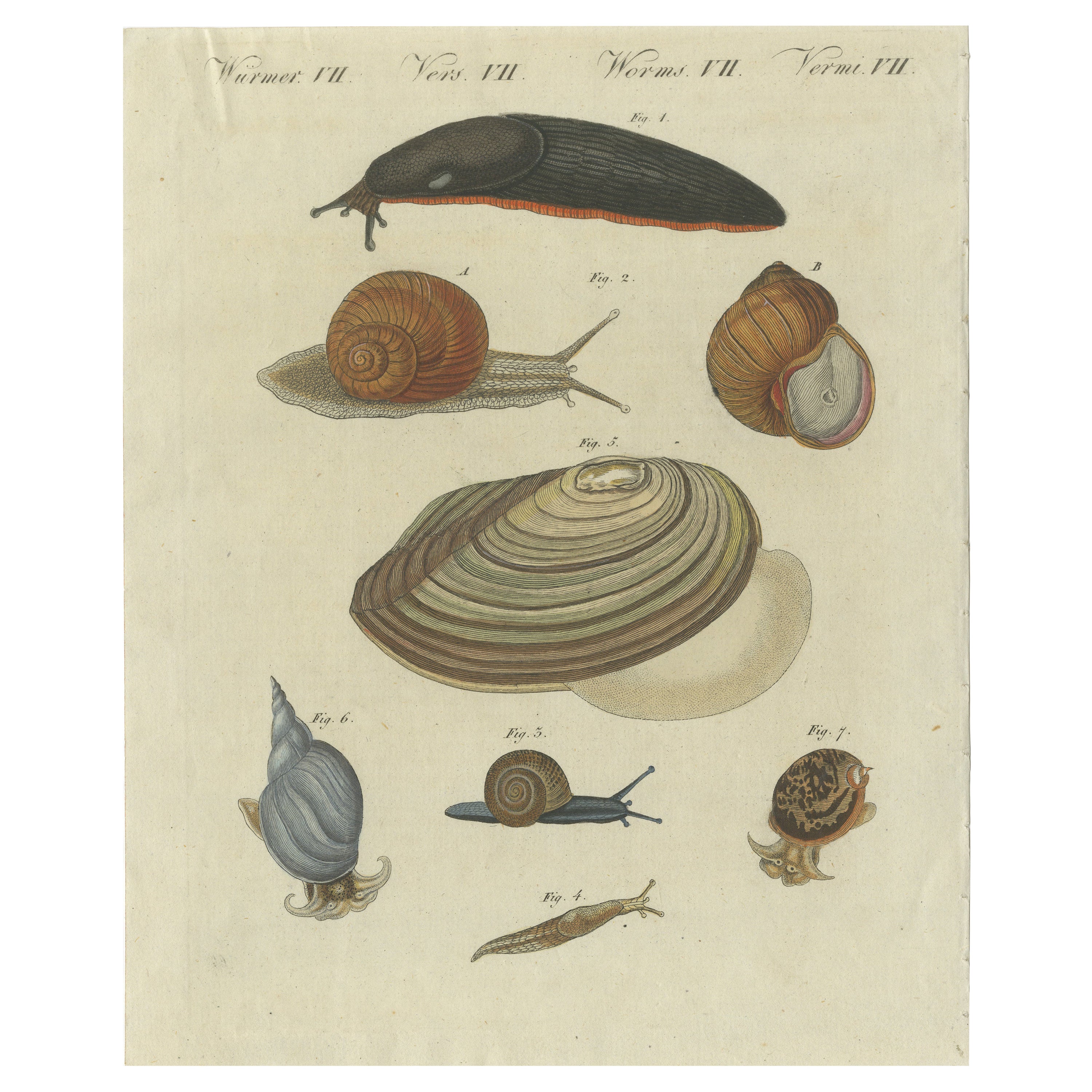 Impression ancienne de divers escargots, dont le escargot romain ou le escargot bourgogne