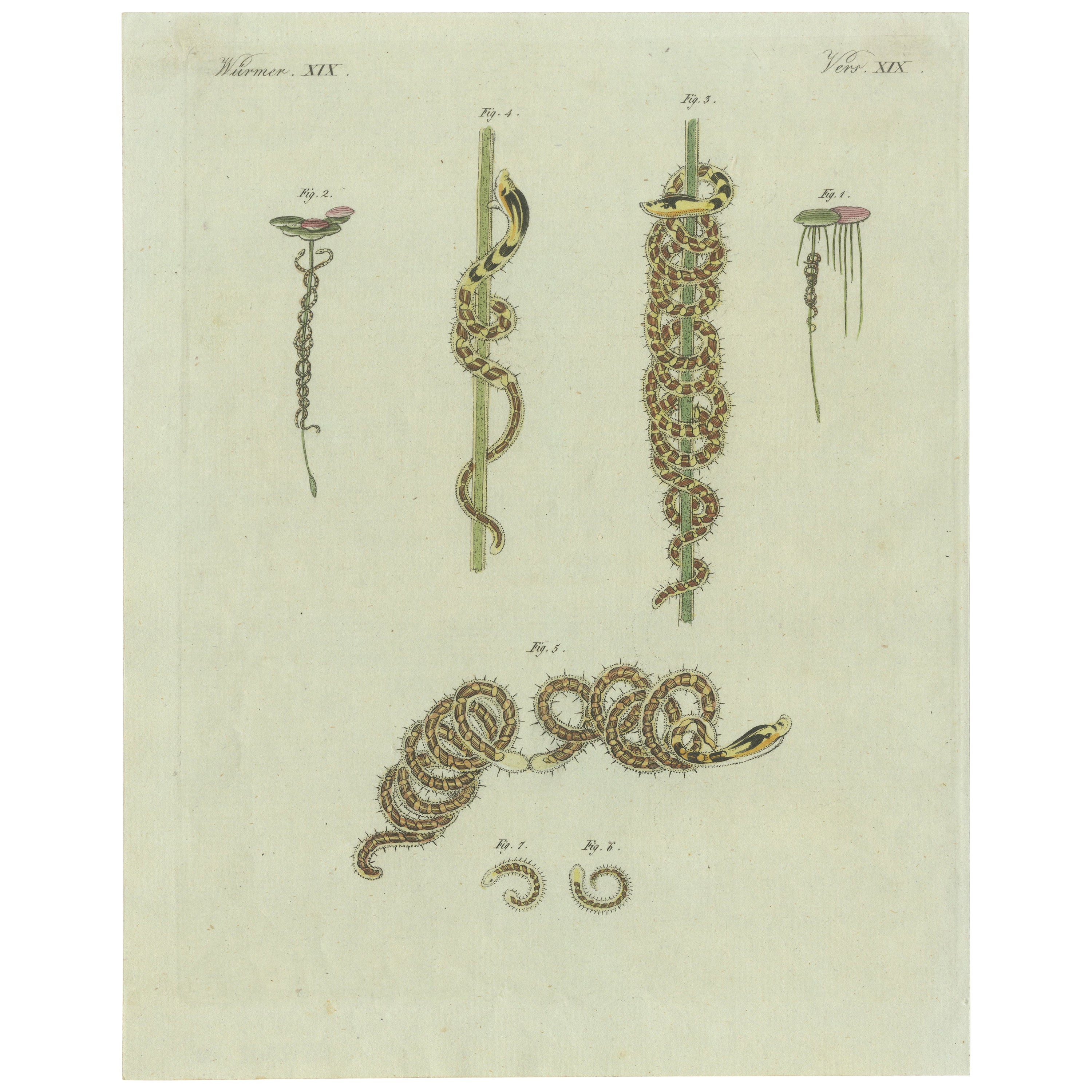 Antique Print of Various Marine Worms or Sea Worms