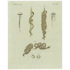 Antique Print of Various Marine Worms or Sea Worms