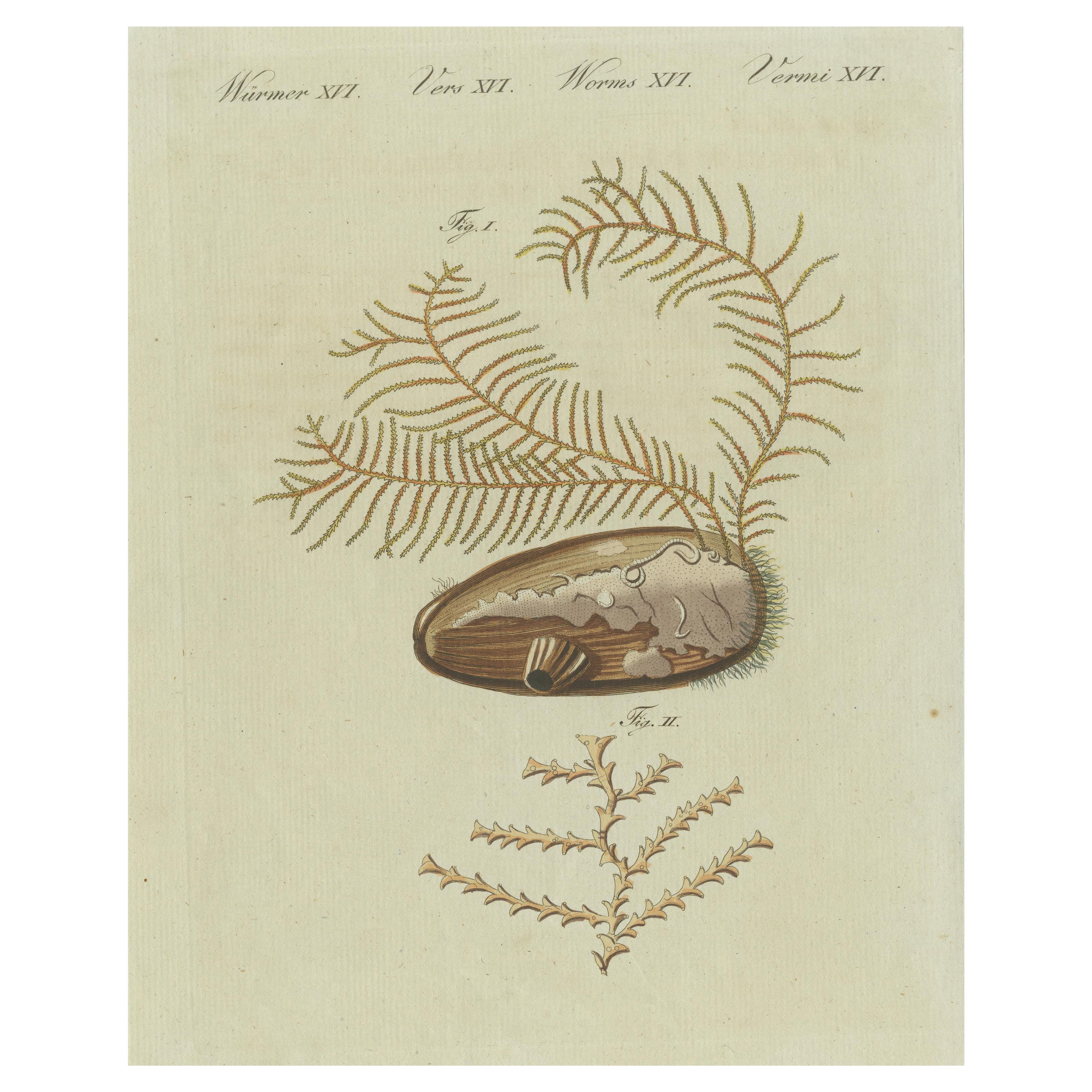 Antique Print of Abietinaria Abietina, Genus of Hydrozoans For Sale