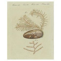 Antique Print of Abietinaria Abietina, Genus of Hydrozoans