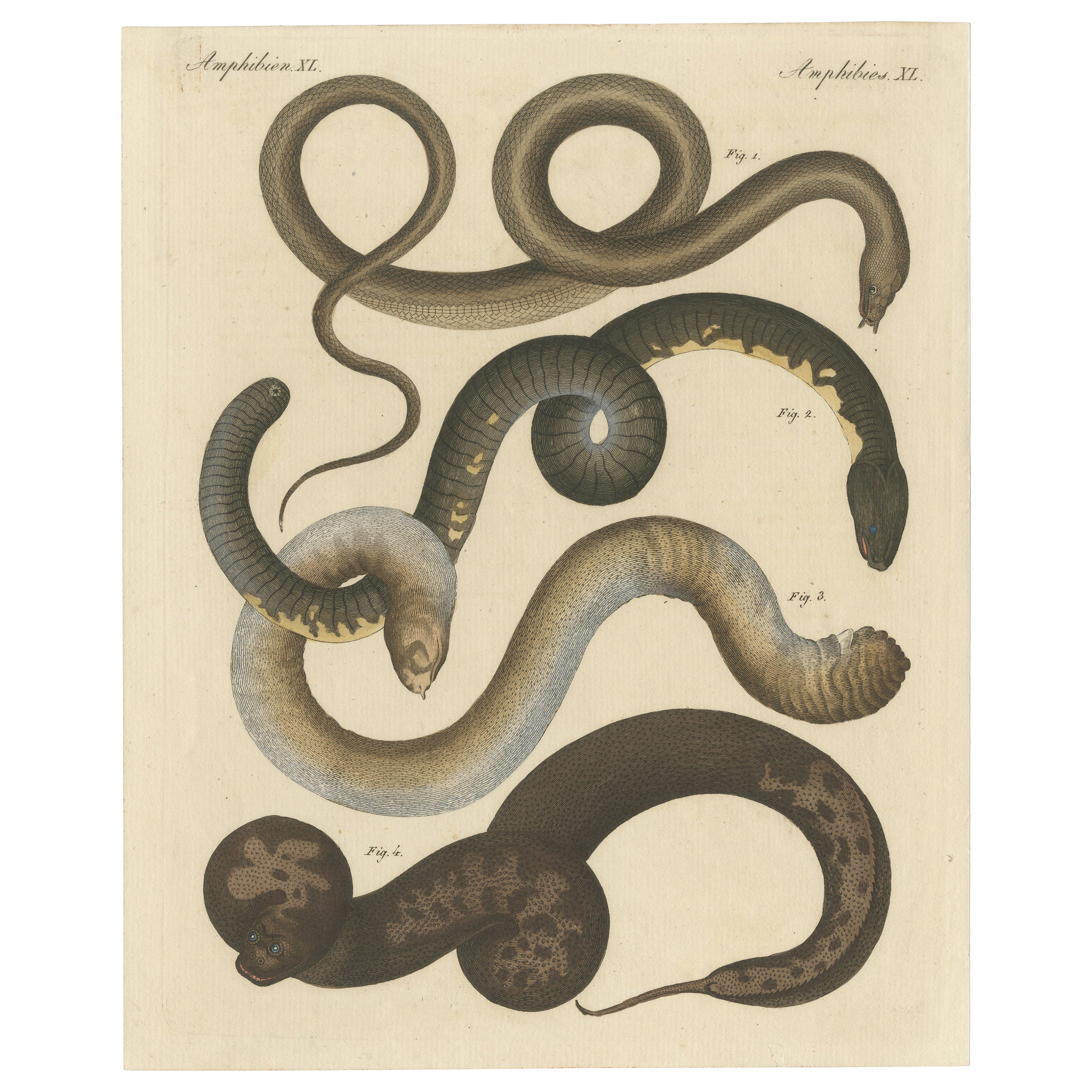 Original Antiker Druck verschiedener Schlangen und Kamelienexemplare