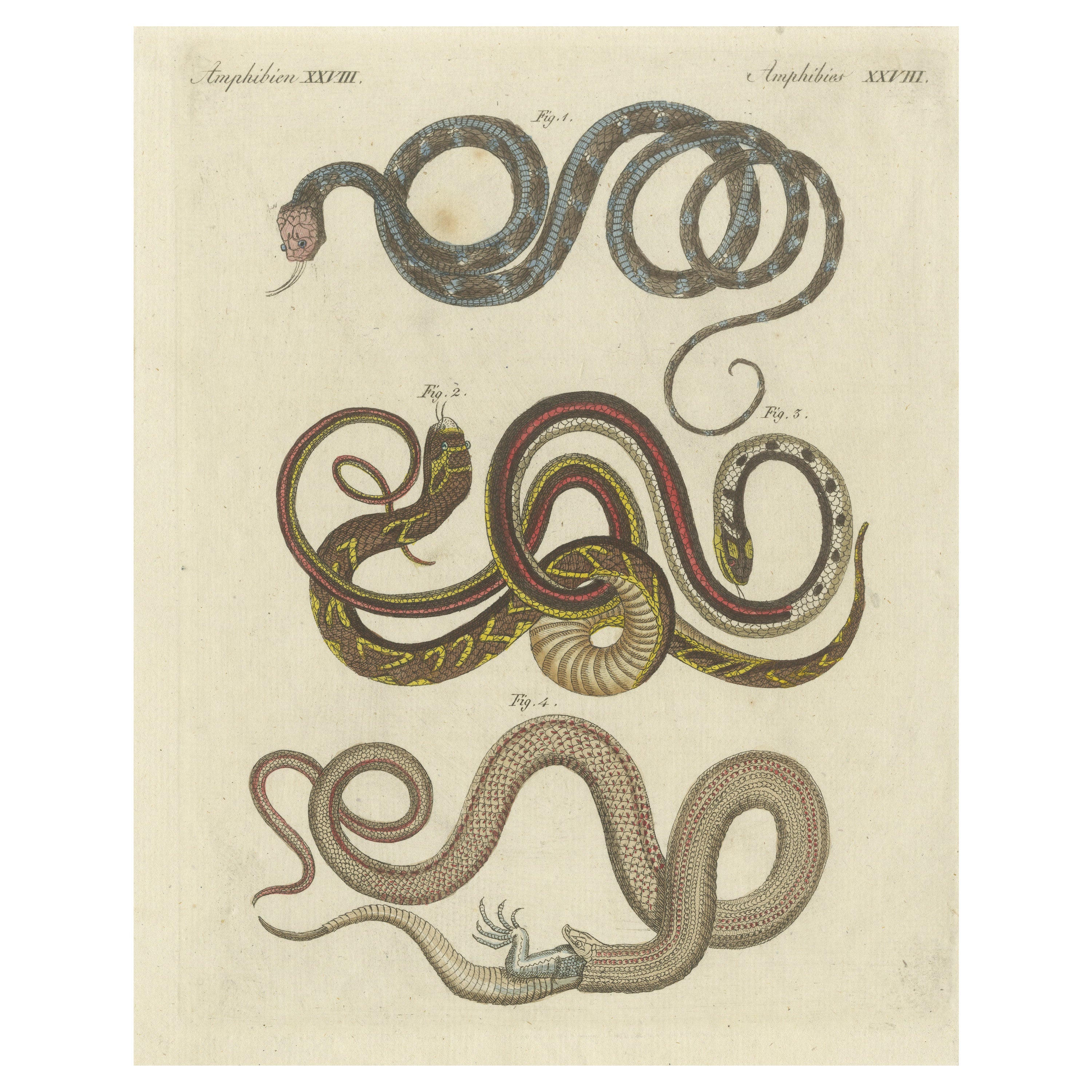 Antiker Druck verschiedener Schlangen, einschließlich der gestreiften Keelback-Schlange im Angebot