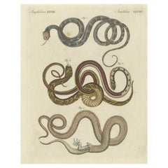 Antique Print of various Snakes including the Buff Striped Keelback Snake