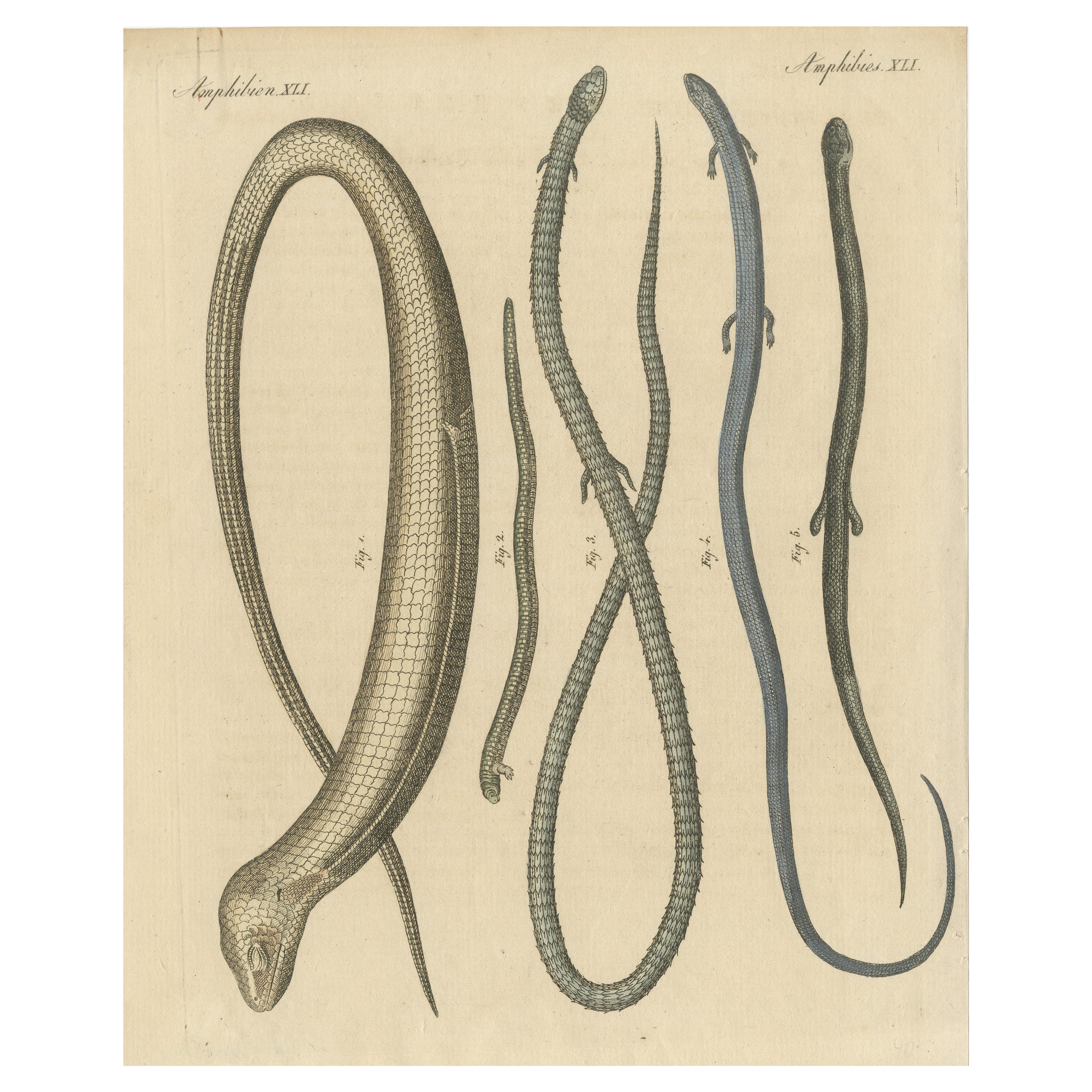 Antique Print of Various Amphibians Including the Sheltopusik For Sale