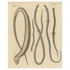 Antique Print of Various Amphibians Including the Sheltopusik