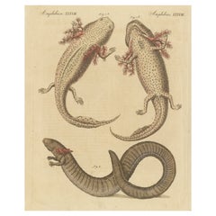 Antique Print of Various Amphibians Including the Axolotl Salamander