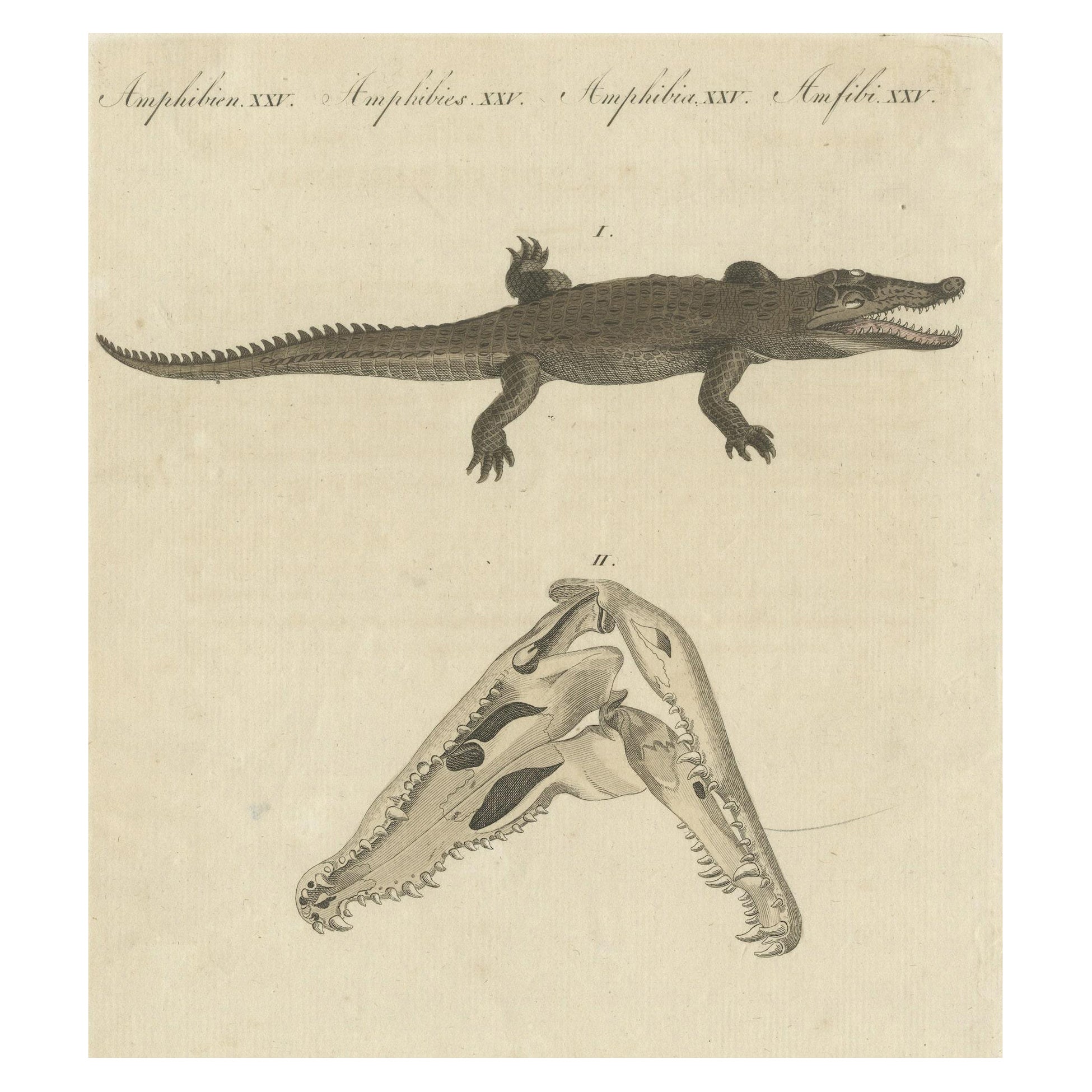 Antique Print of the Santo Domingo Crocodile and a Crocodile Skull For Sale
