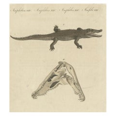 Stampa antica del coccodrillo di Santo Domingo e di un teschio di coccodrillo