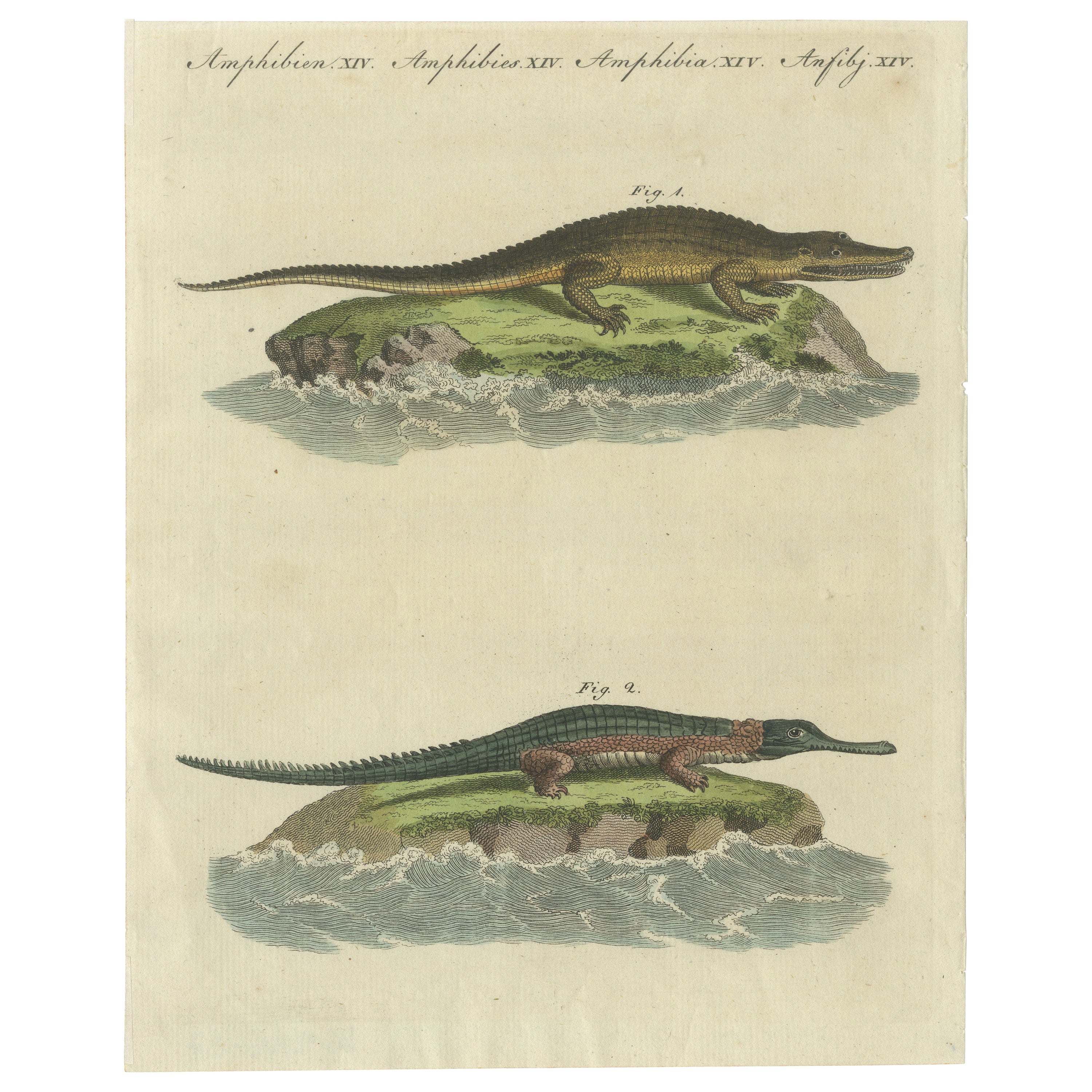 Antique Print of the Caiman Alligator and an other Crocodile species For Sale