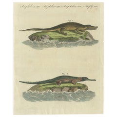 Antique Print of the Caiman Alligator and an other Crocodile species