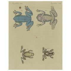 Antique Print of the European Tree Frog 'Hyla Arborea'