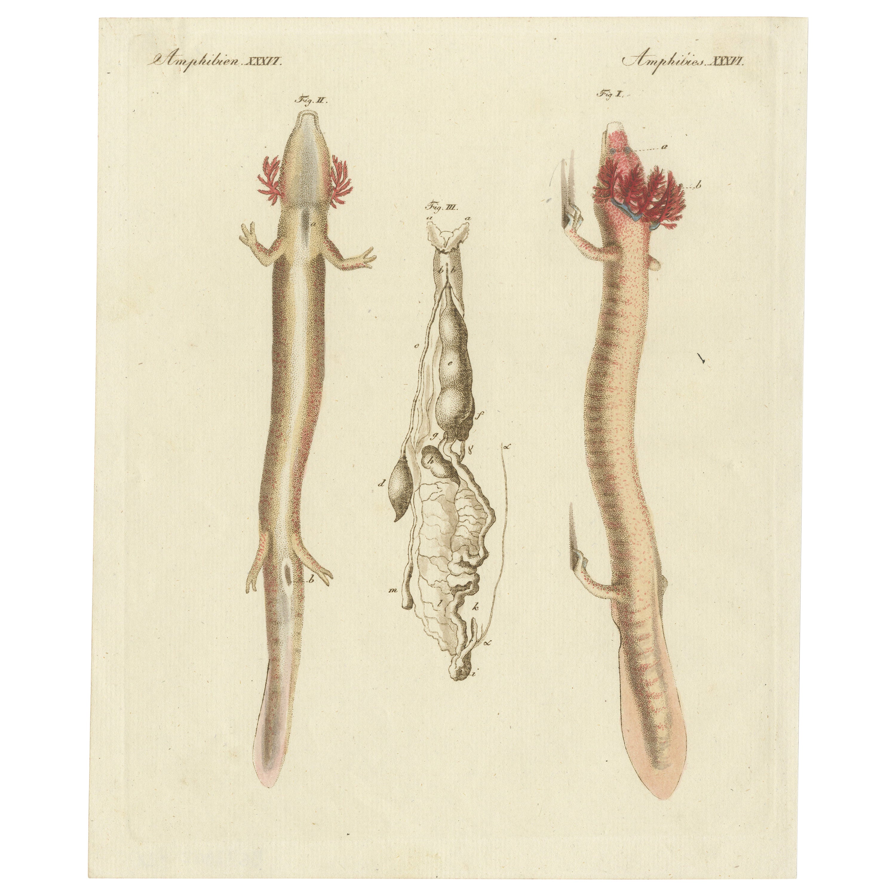 Original Antique Print of the Olm or Proteus, an Aquatic Salamander For Sale