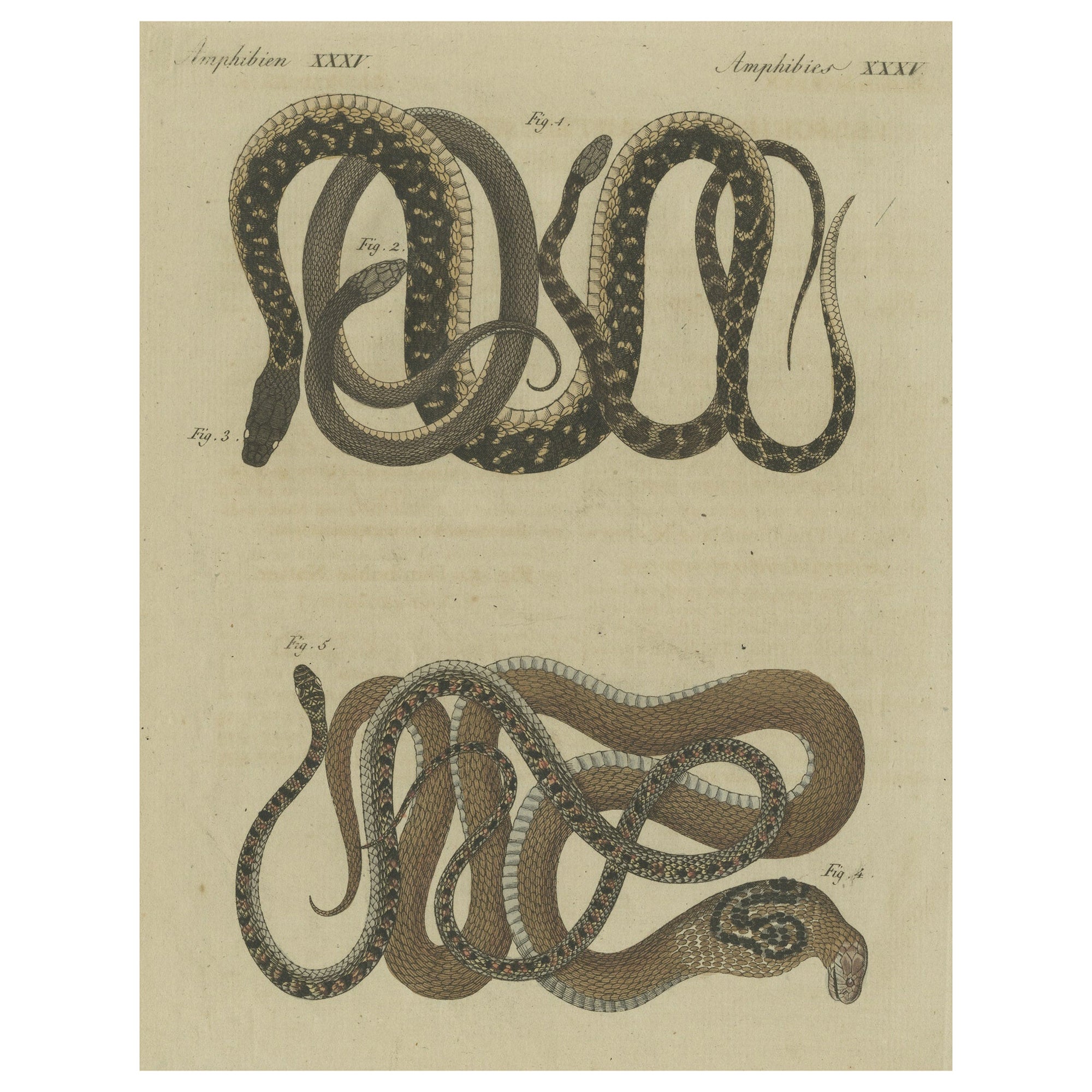 Antique Hand-colored Engraving of Five various Snakes, incl Dahl's Whip Snake  For Sale