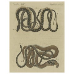 Gravure ancienne colore  la main de cinq serpents diffrents, dont un serpent fouet de Dahl 