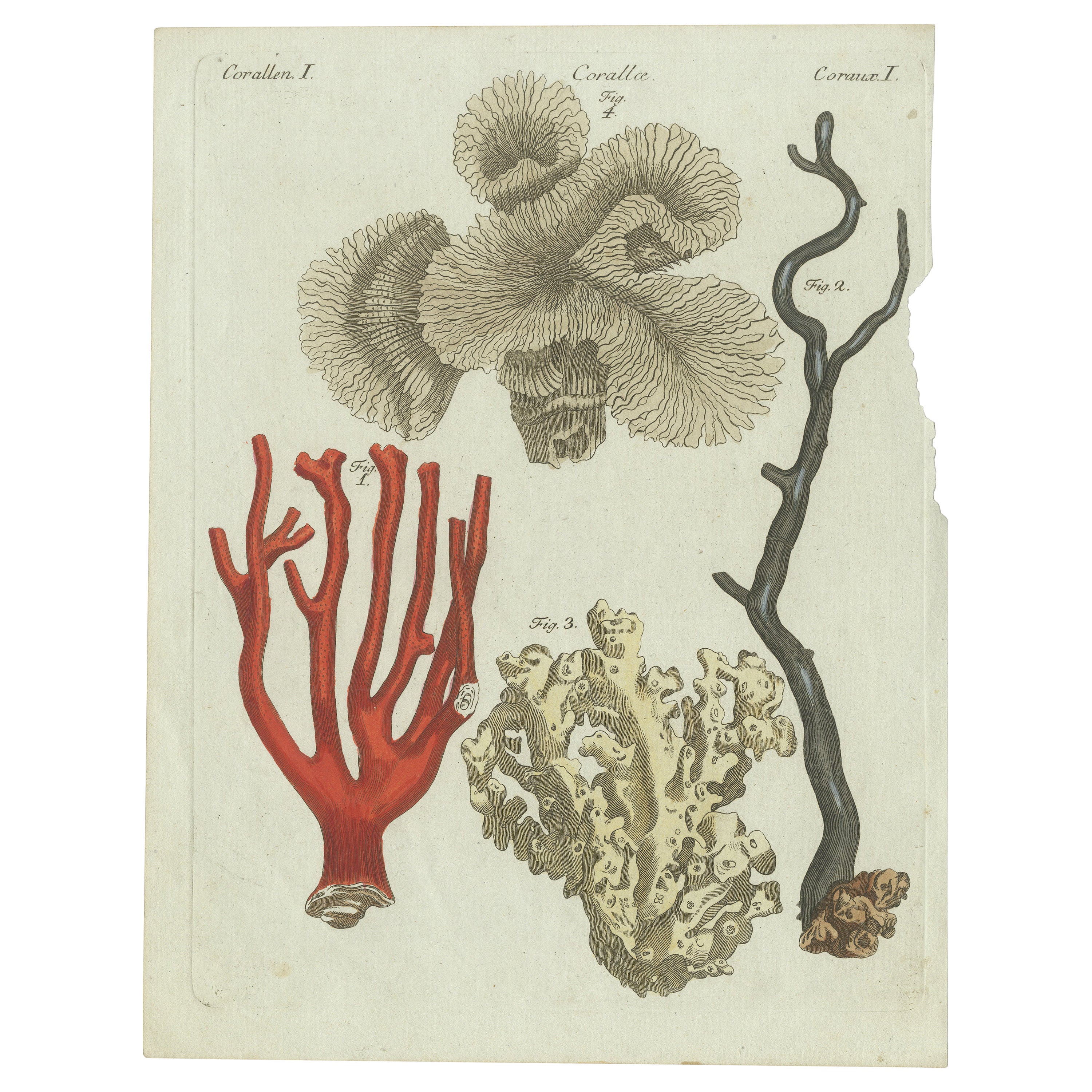 Antique Print of Various Coral Including Red Coral