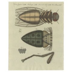 Detailed Hand-Colored Antique Print of a Housefly, Viewed Microscopically