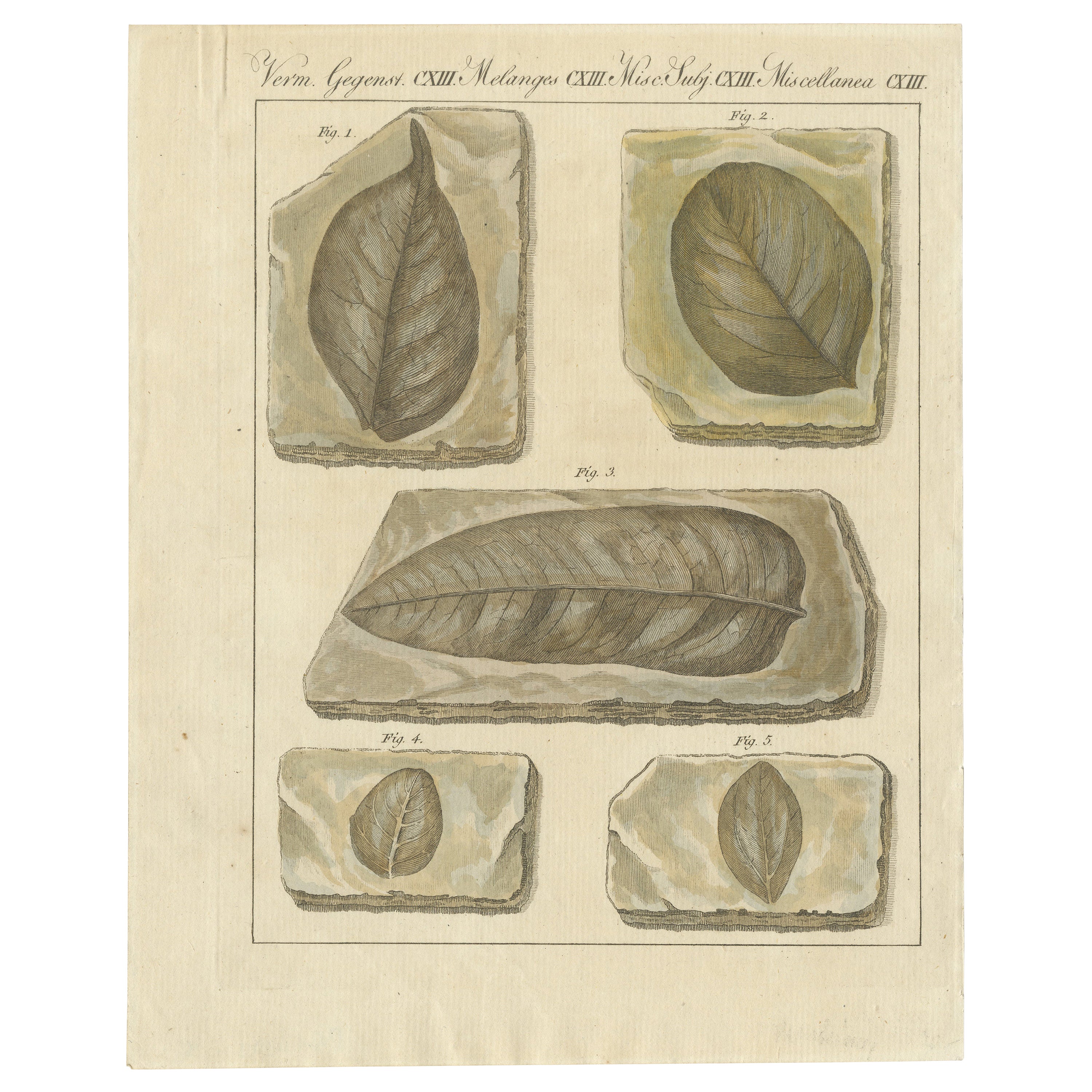 Antique Print of Fossil Leaves from the Prehistoric Period For Sale
