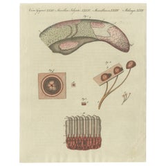Antique Print of the Examination of a Beef Tongue of a Cow