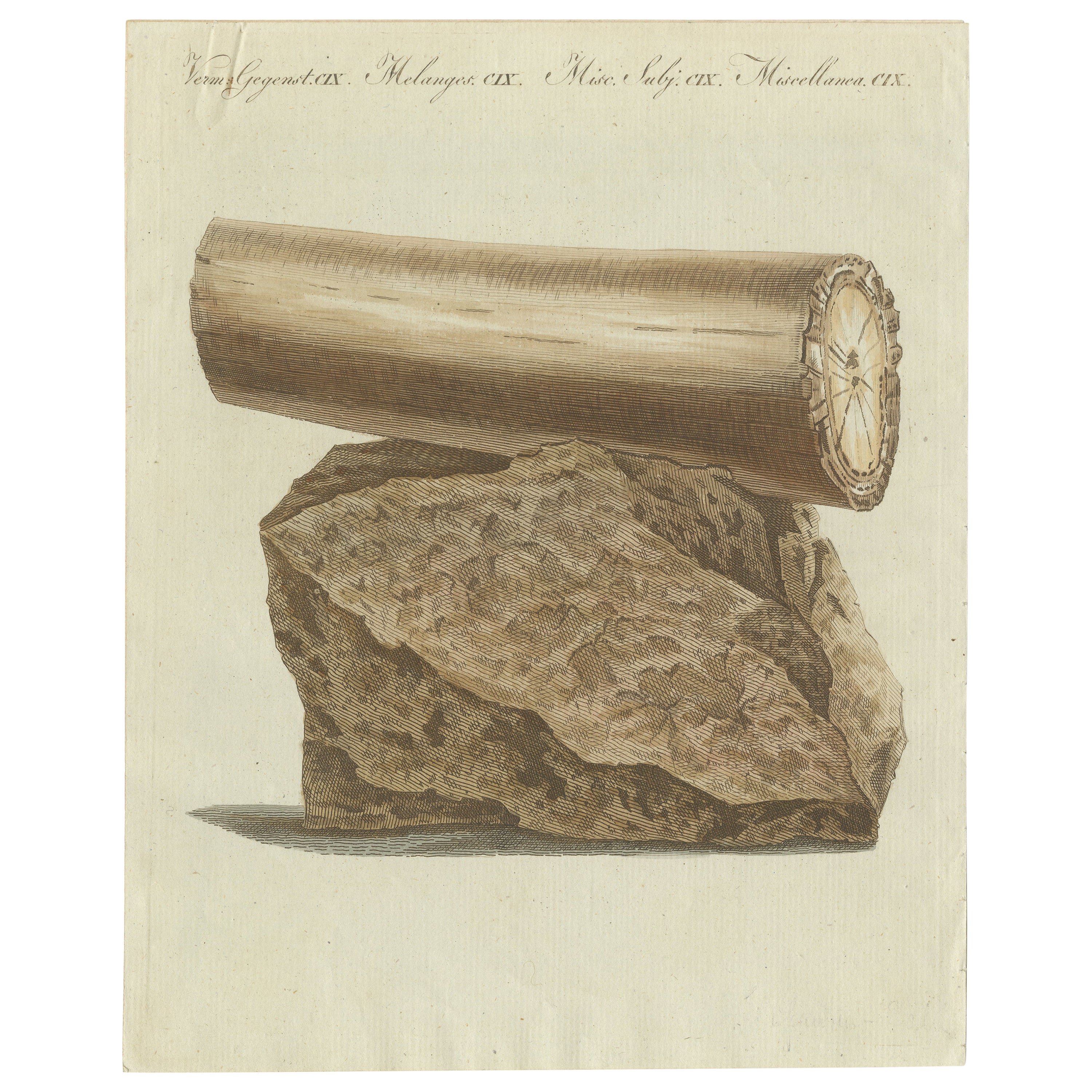 Antique Print of Part of an Excavated Elephant Tusk For Sale