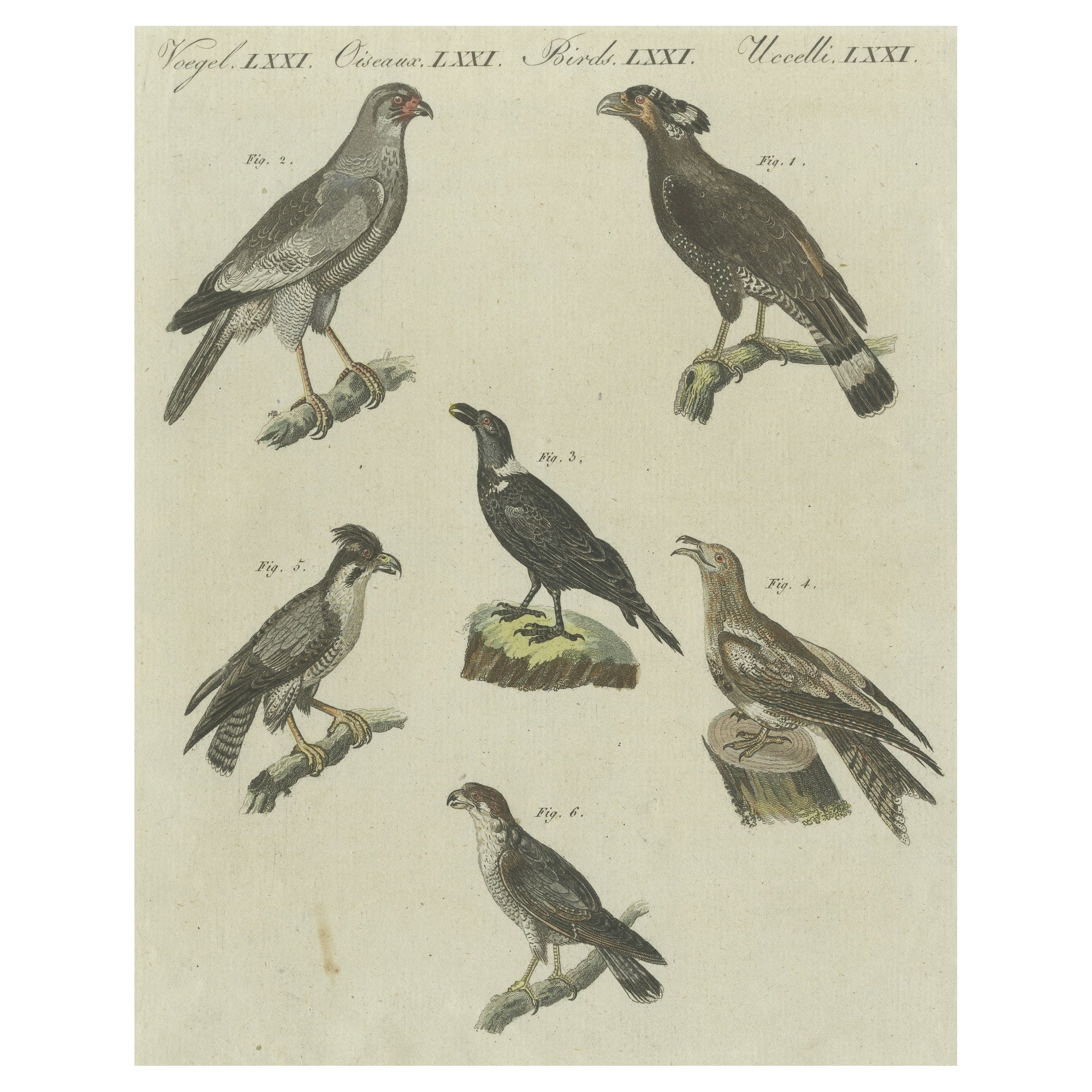 Impression ancienne de divers oiseaux africains, dont le faucon à col rouge