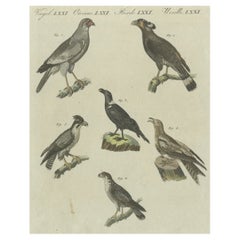 Antique Print of Various African Birds Including the Red-Necked Falcon