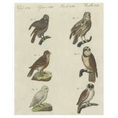 Antique Print of various Owls including the Little Owl