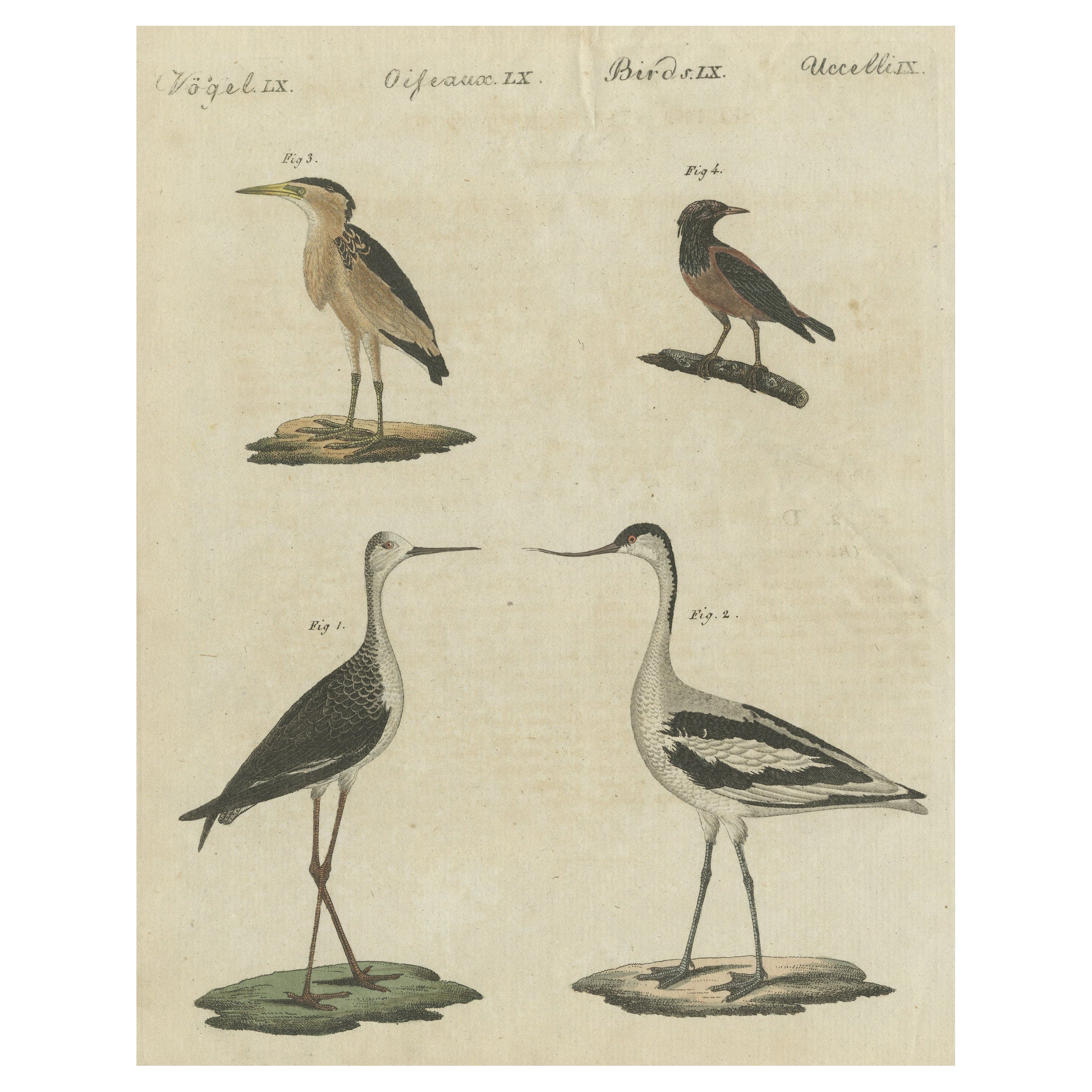 Antique Print of Various Birds Including the Little Bittern