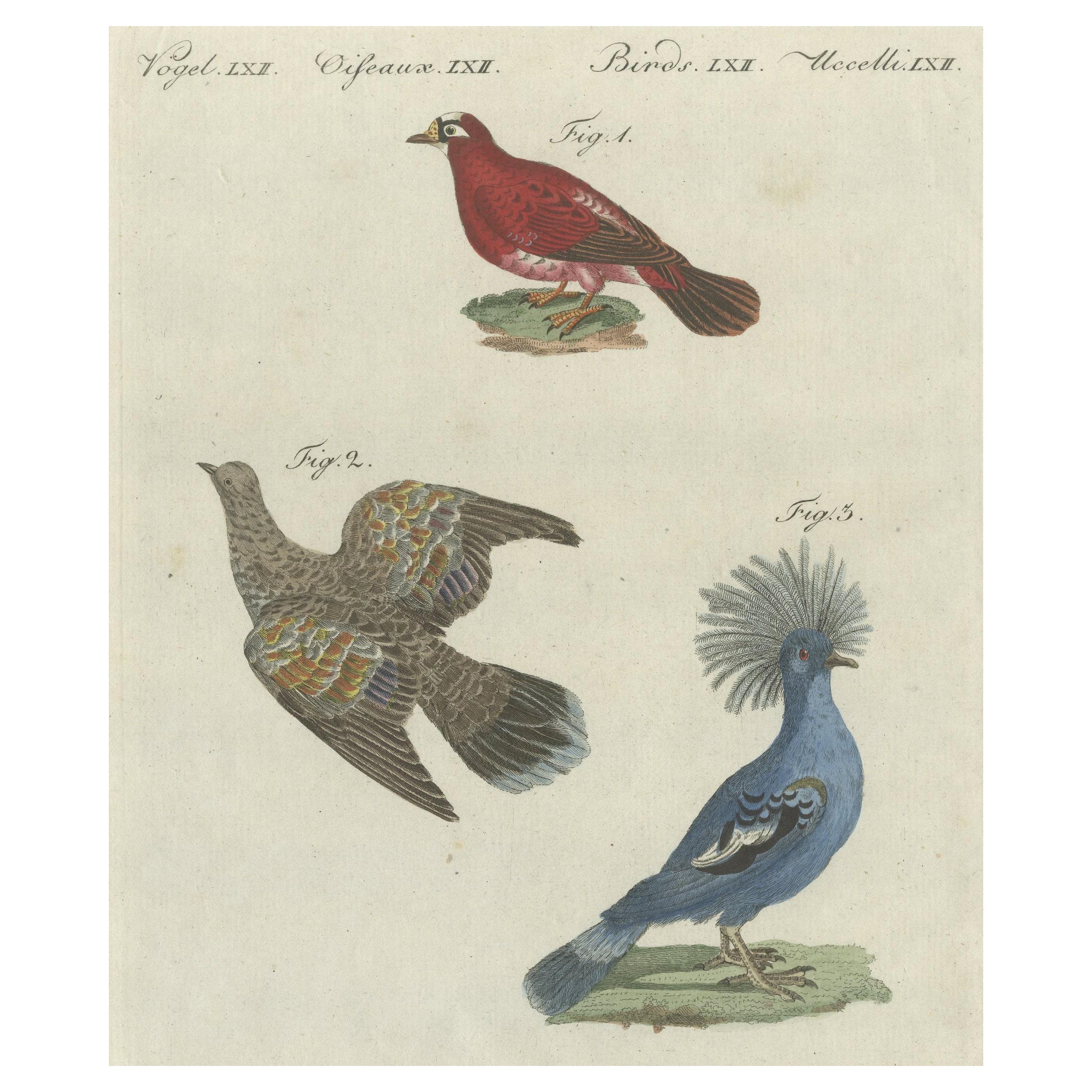 Impression ancienne d'oiseaux étrangers de différents pigeons, dont le pigeon Crimson en vente