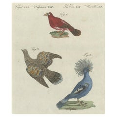 Antique Bird Print of Various Foreign Pigeons Including the Crimson Pigeon