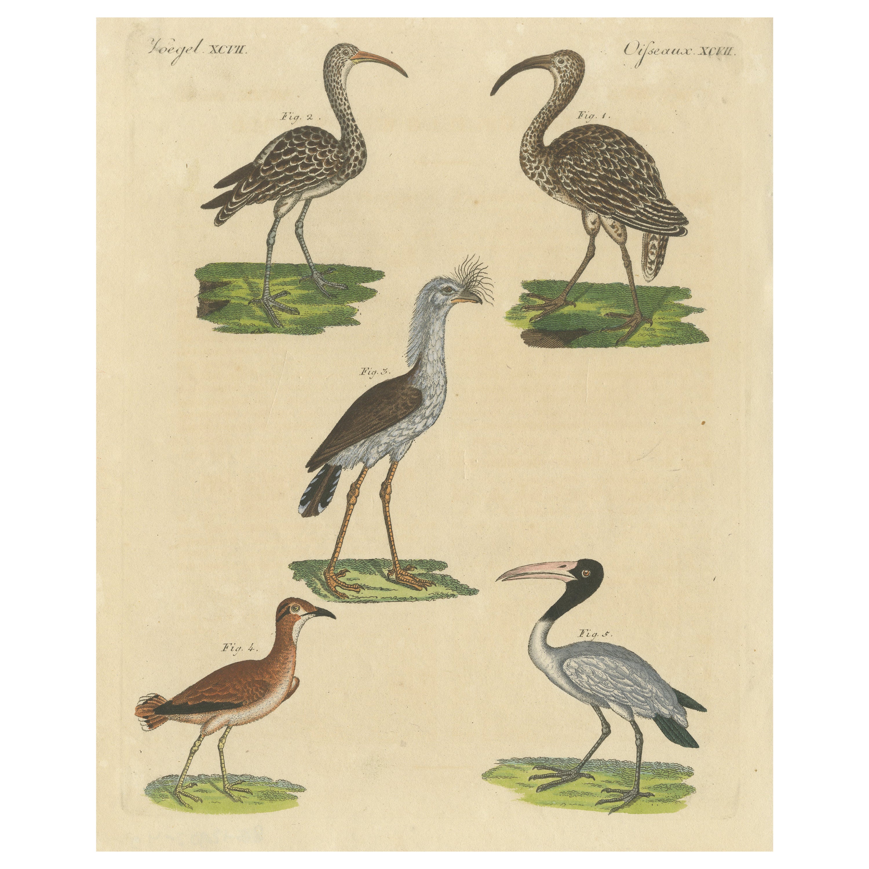 Antique Print of Various Birds Including the Eurasian Curlew For Sale
