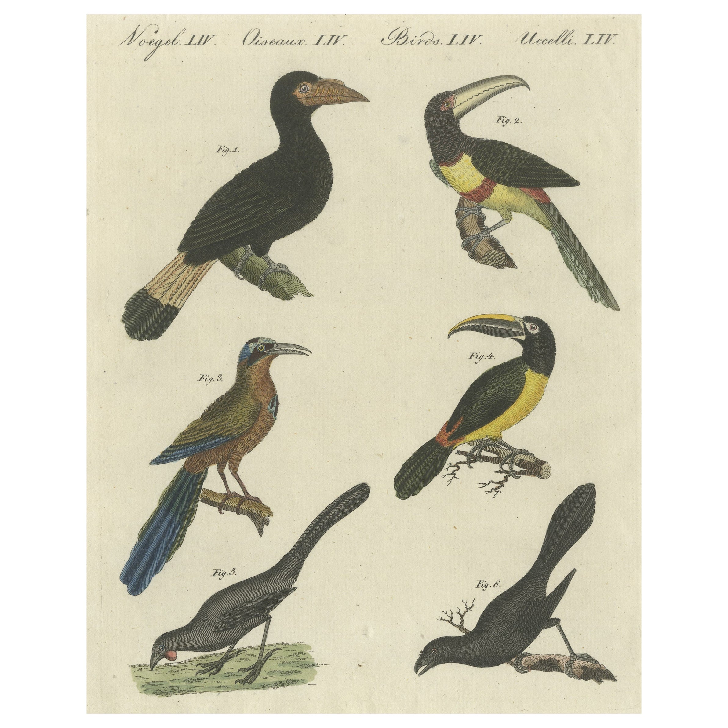 Antique Print of Various Birds Including the Aracari Toucan For Sale