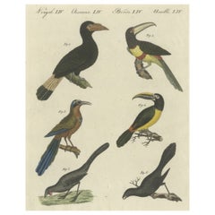 Antique Print of Various Birds Including the Aracari Toucan
