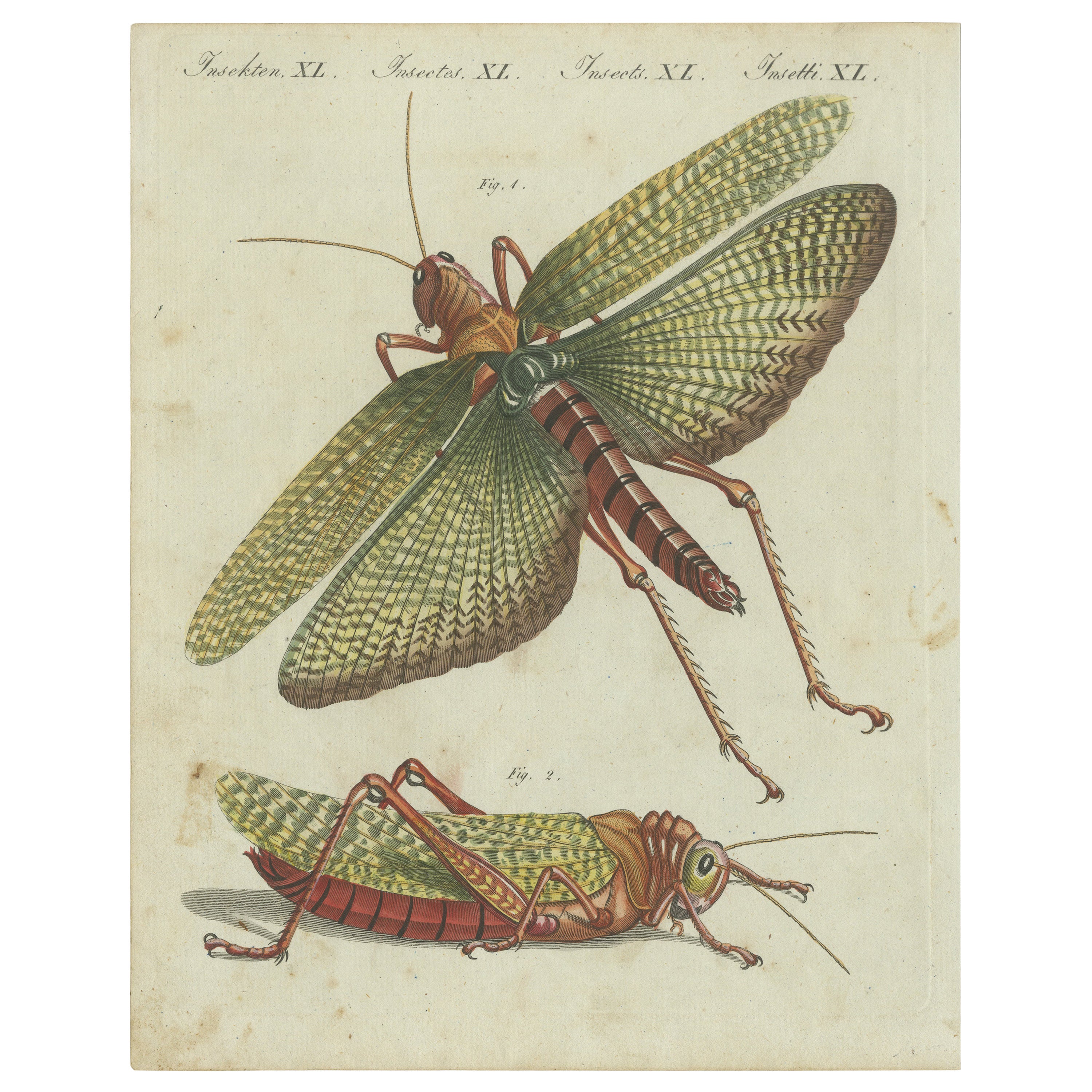 Original Antique Print of a Large Grasshopper For Sale