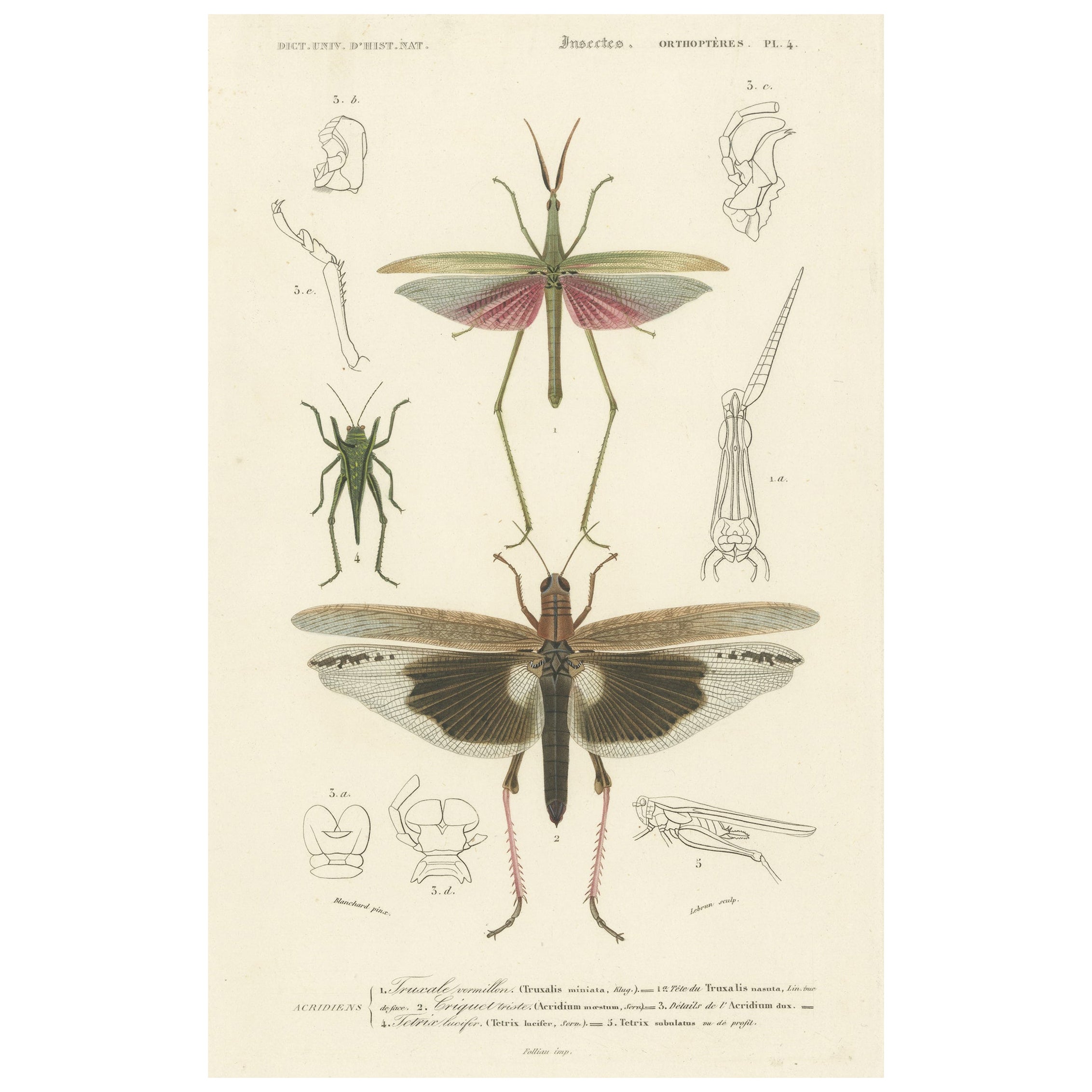 Antique Print of Various Insects Including a Grasshopper For Sale
