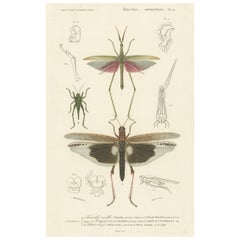 Antique Print of Various Insects Including a Grasshopper
