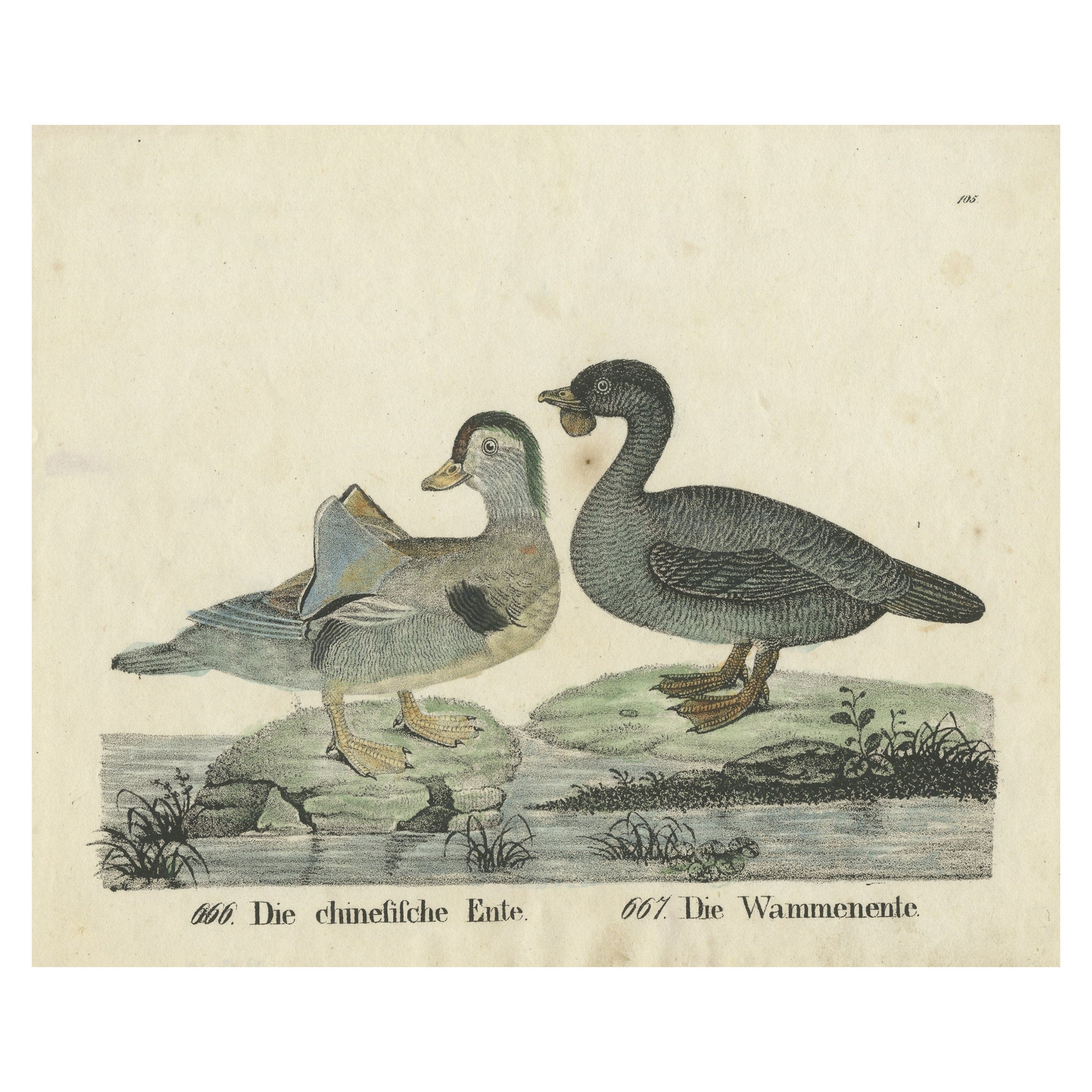 Original-Antikdruck von zwei Entenarten