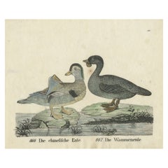 Original-Antikdruck von zwei Entenarten