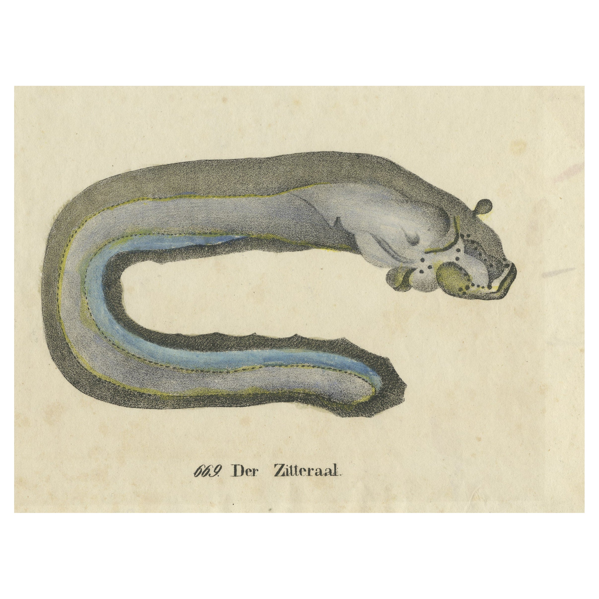 Original Antique Print of an Electric Eel For Sale